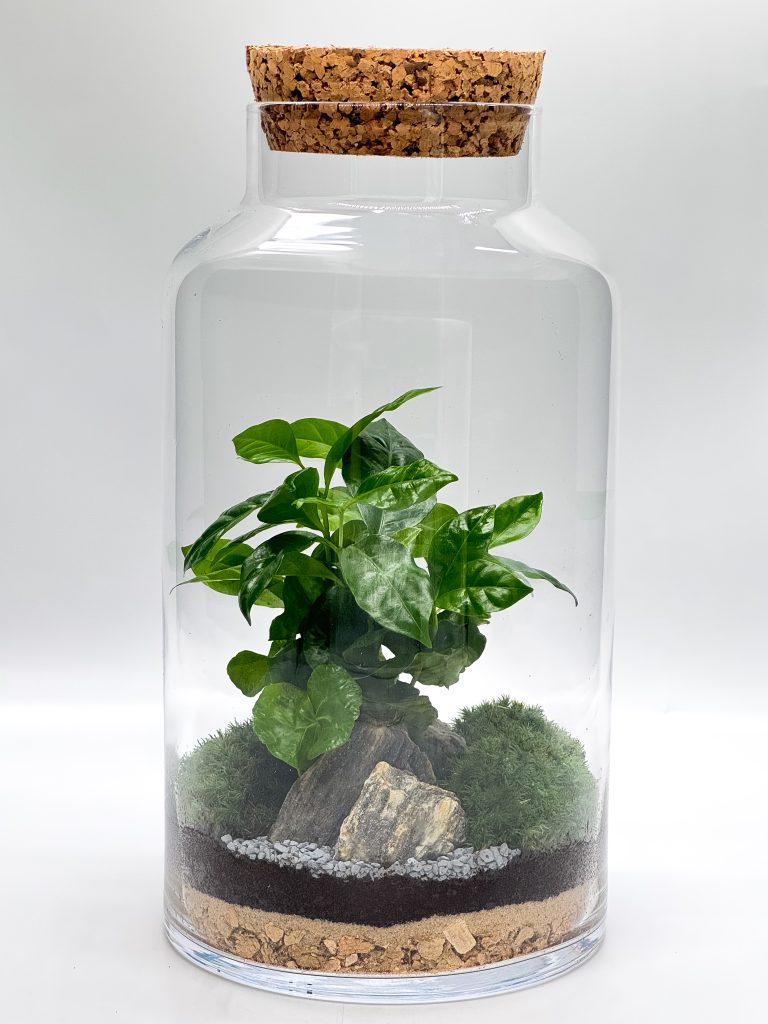 Duży las w szkle – gotowa kompozycja z kawą arabicą, mchem i korkiem - zdjęcie z galerii 3