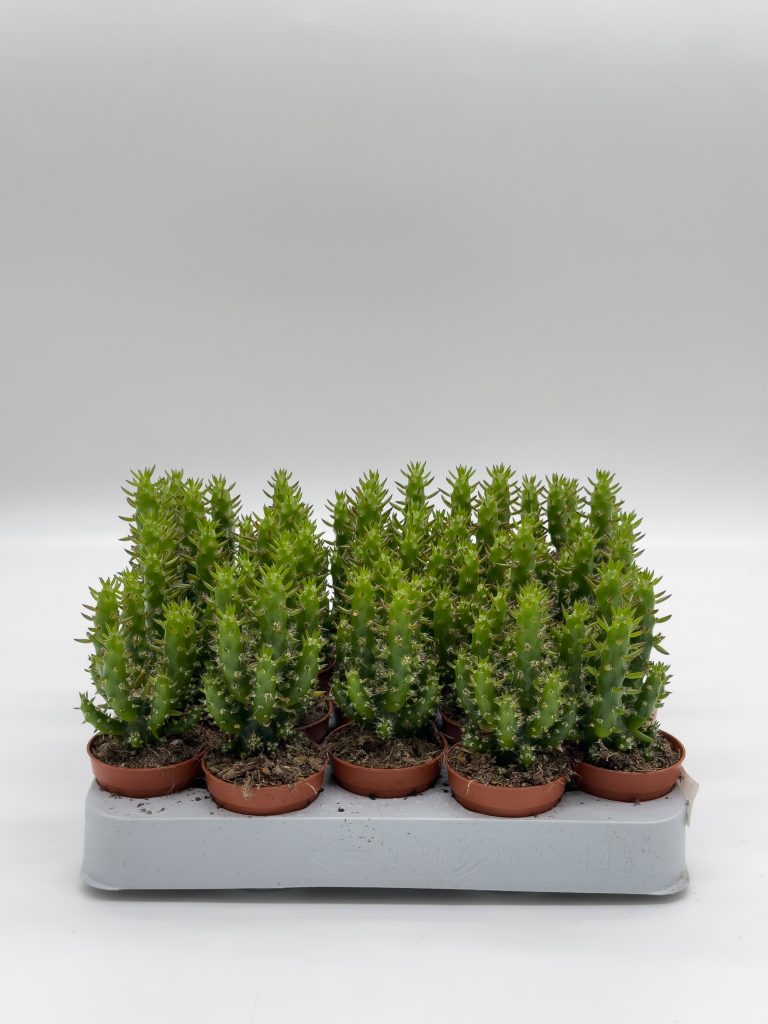 Kaktusy mini – mix 3 sztuk - zdjęcie z galerii 5