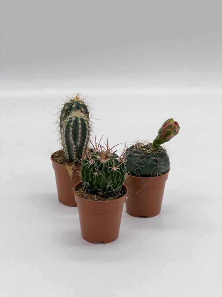 Kaktusy mini – mix 3 sztuk - zdjęcie z galerii 2