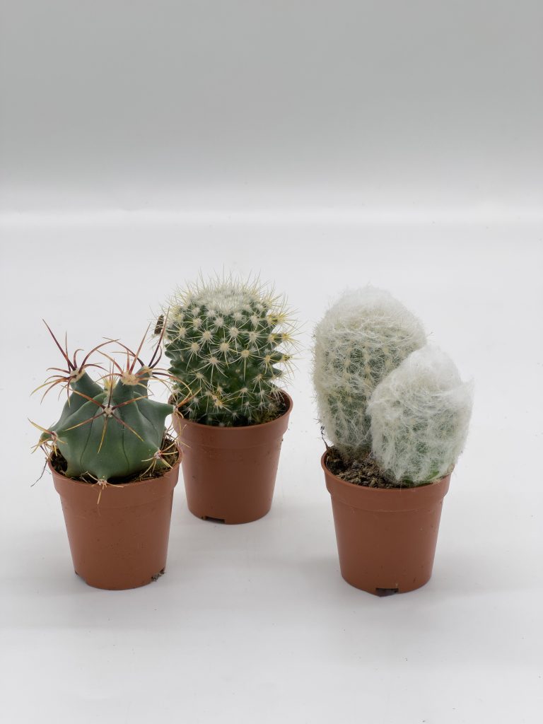 Kaktusy mini – mix 3 sztuk - zdjęcie z galerii 1