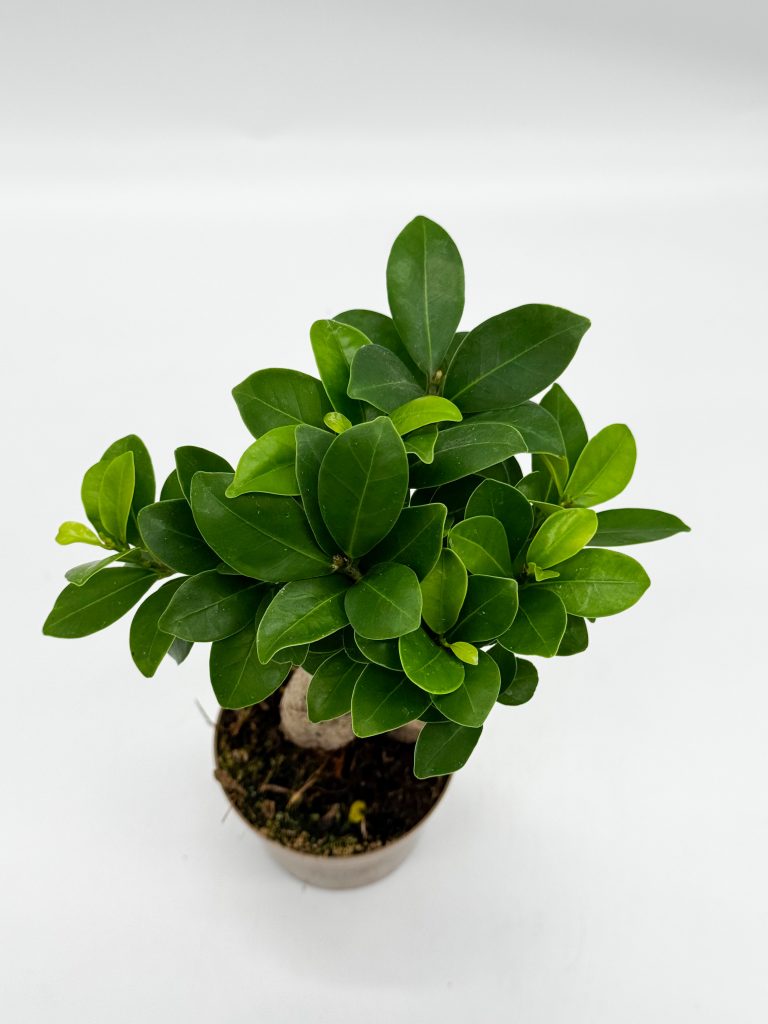 Bonsai Fikus Ficus Ginseng PIĘKNE SADZONKI WYS. 25cm D9cm Gruby pień - zdjęcie z galerii 1