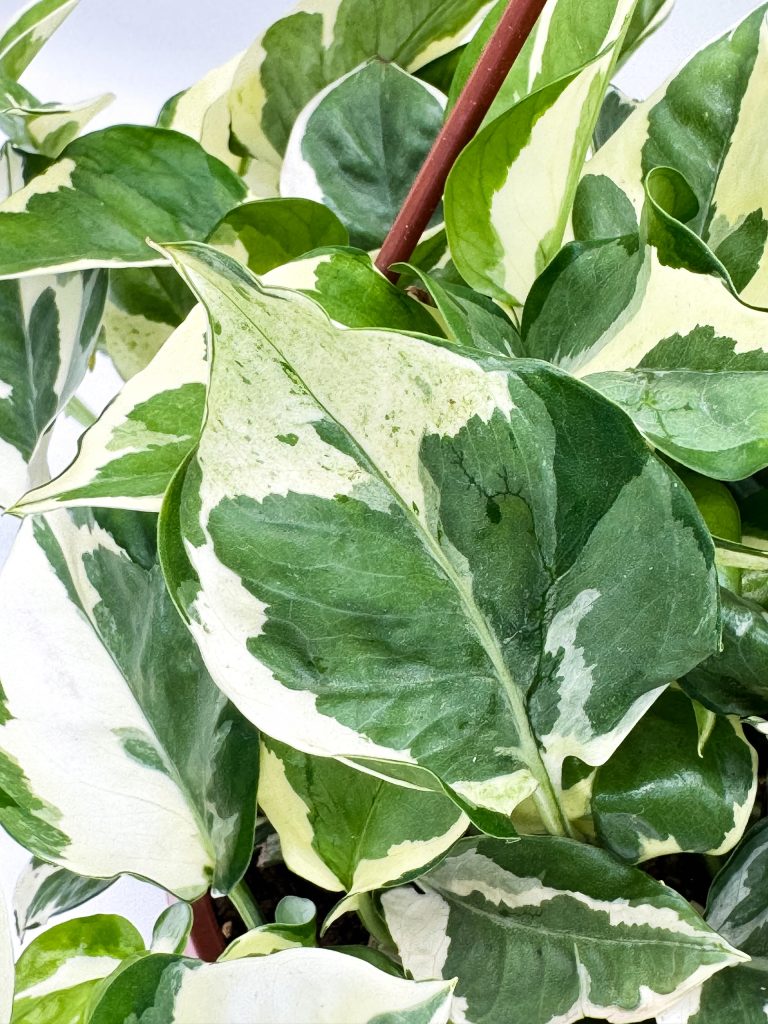 Epipremnum N’Joy - zdjęcie z galerii 2