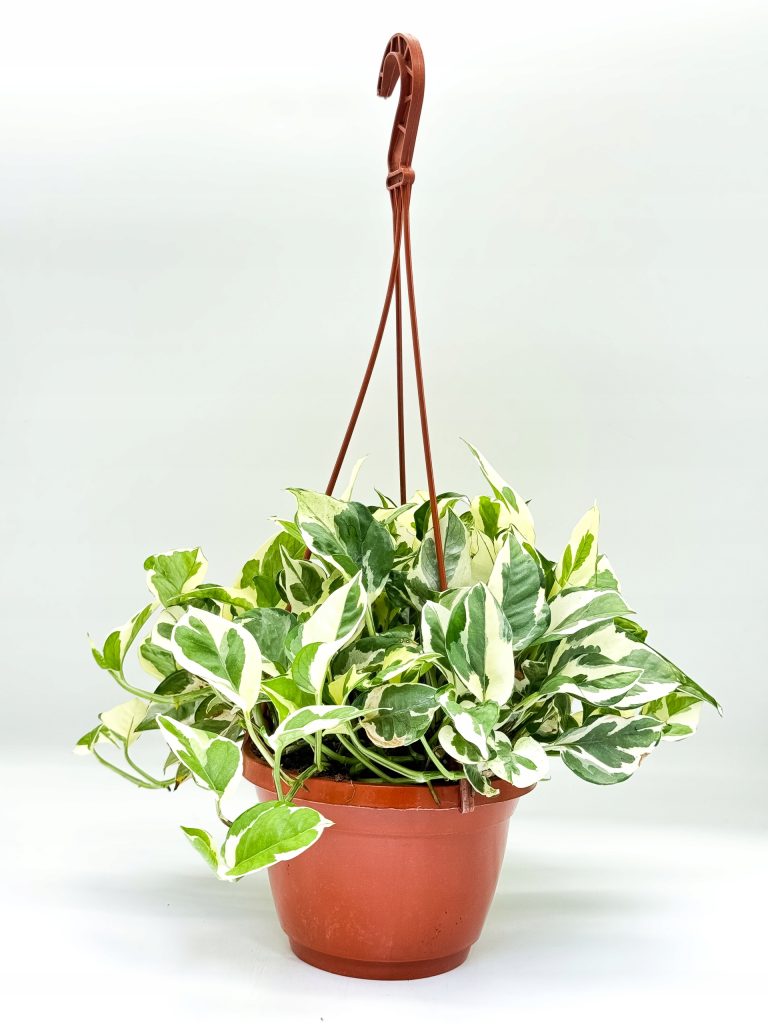 Epipremnum N’Joy - zdjęcie z galerii 1