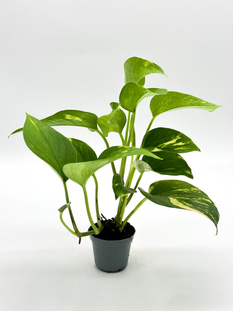 Epipremnum aureum Golden – złociste pnącze do każdego wnętrza - zdjęcie z galerii 2