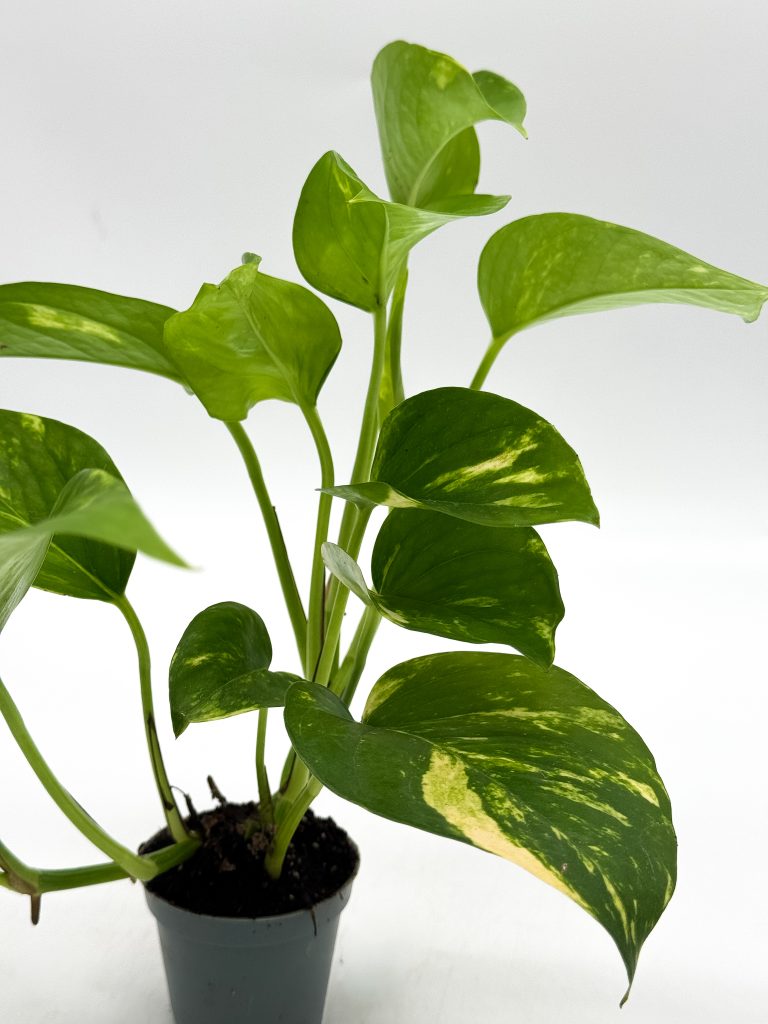 Epipremnum aureum Golden – złociste pnącze do każdego wnętrza - zdjęcie z galerii 1