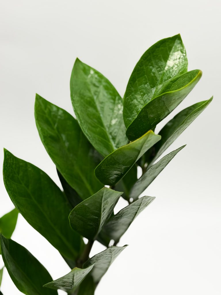 Zamioculcas Zamiokulkas zamiifolia - zdjęcie z galerii 1