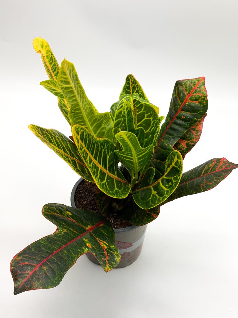 Kroton Pstry, Trójskrzyn excellent - zdjęcie z galerii 2