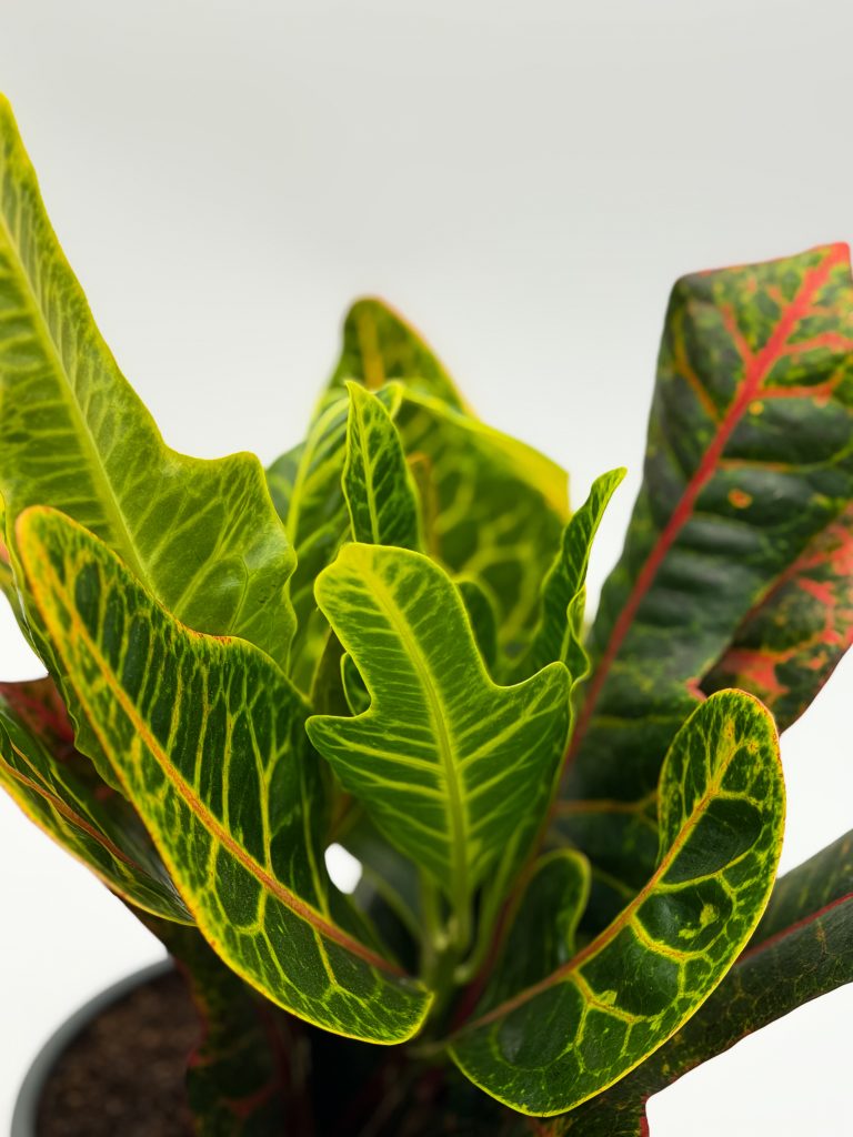 Kroton Pstry, Trójskrzyn excellent - zdjęcie z galerii 1