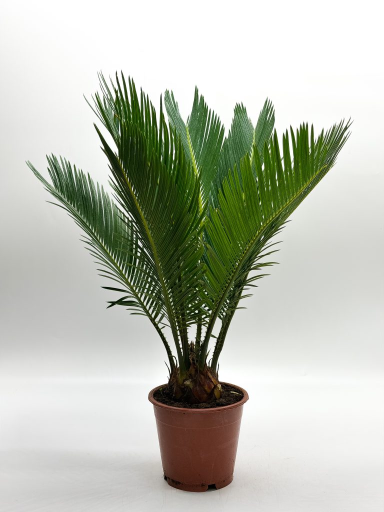 Sagowiec Odwinięty Cycas Revoluta 65cm Doniczka 17cm - zdjęcie z galerii 3
