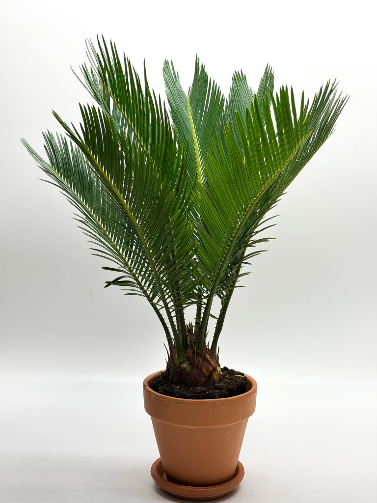 Sagowiec Odwinięty Cycas Revoluta 65cm Doniczka 17cm - zdjęcie z galerii 1