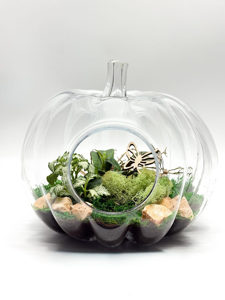 Las w szkle - Dynia z bluszczem i fitonią - Gotowa kompozycja - zdjęcie z galerii 2