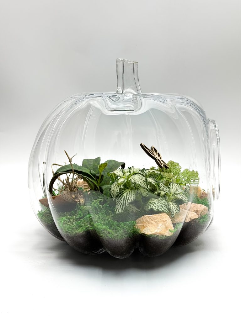 Las w szkle - Dynia z bluszczem i fitonią - Gotowa kompozycja - zdjęcie z galerii 1