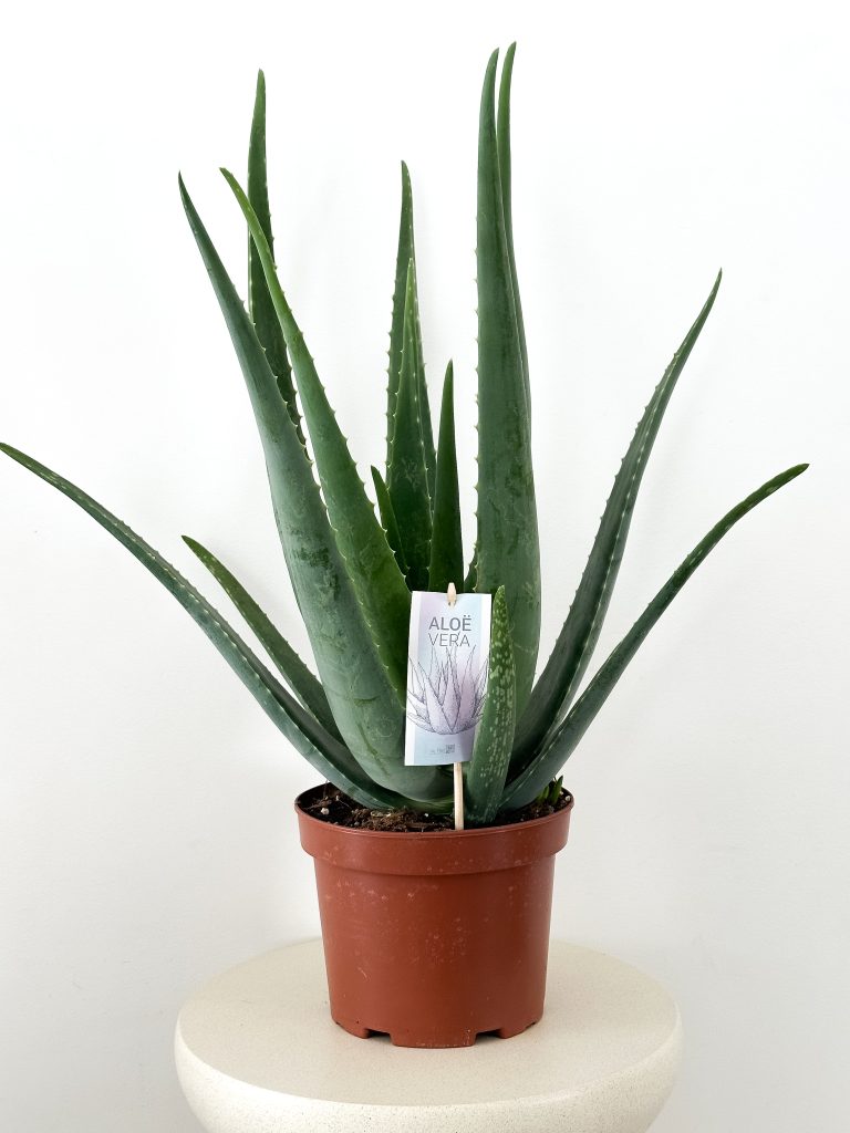 Aloe Vera NIEŚMIERTELNY  XL - zdjęcie z galerii 3
