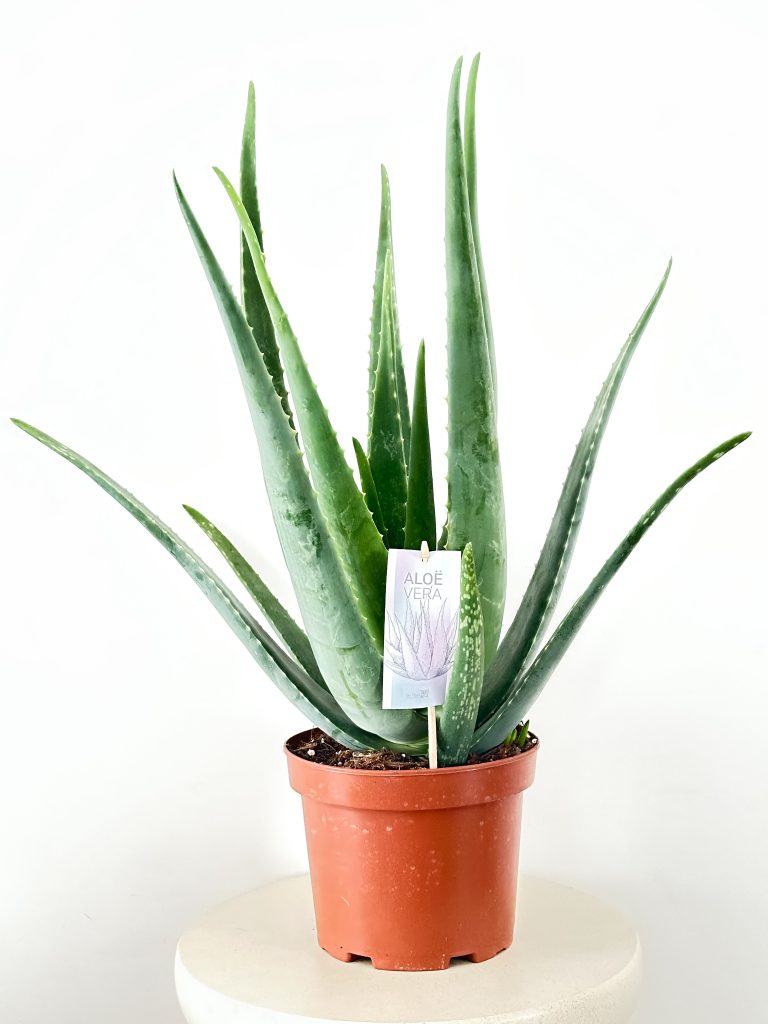 Aloe Vera NIEŚMIERTELNY  XL - zdjęcie z galerii 2