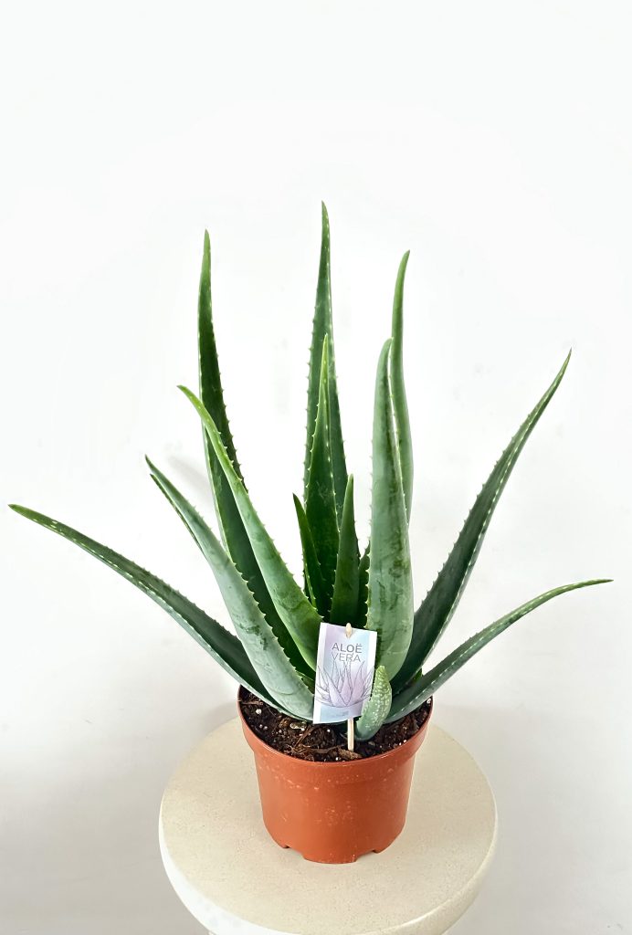 Aloe Vera NIEŚMIERTELNY  XL - zdjęcie z galerii 1