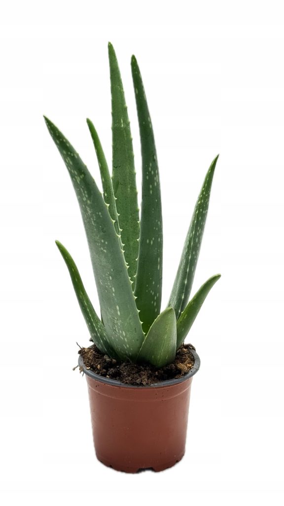Aloe Vera NIEŚMIERTELNY Aloes - Roślina lecznicza Mięsiste liście sukulent - zdjęcie z galerii 2