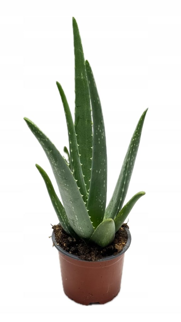 Aloe Vera NIEŚMIERTELNY Aloes - Roślina lecznicza Mięsiste liście sukulent - zdjęcie z galerii 1