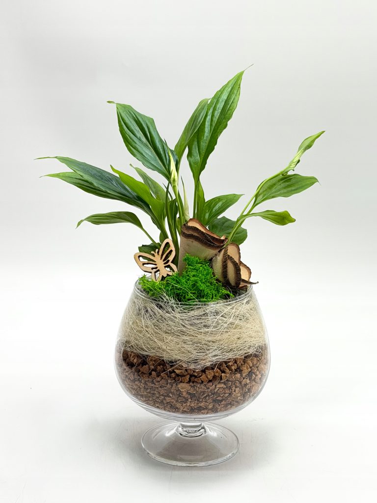 Kompozycja roślinna w kielichu szklanym - zdjęcie z galerii 5