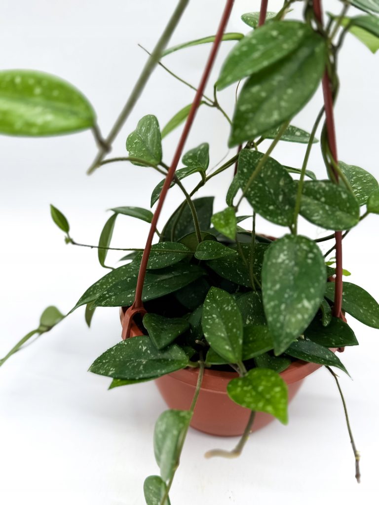 Hoya Pubicalyx Hoja - zdjęcie z galerii 2