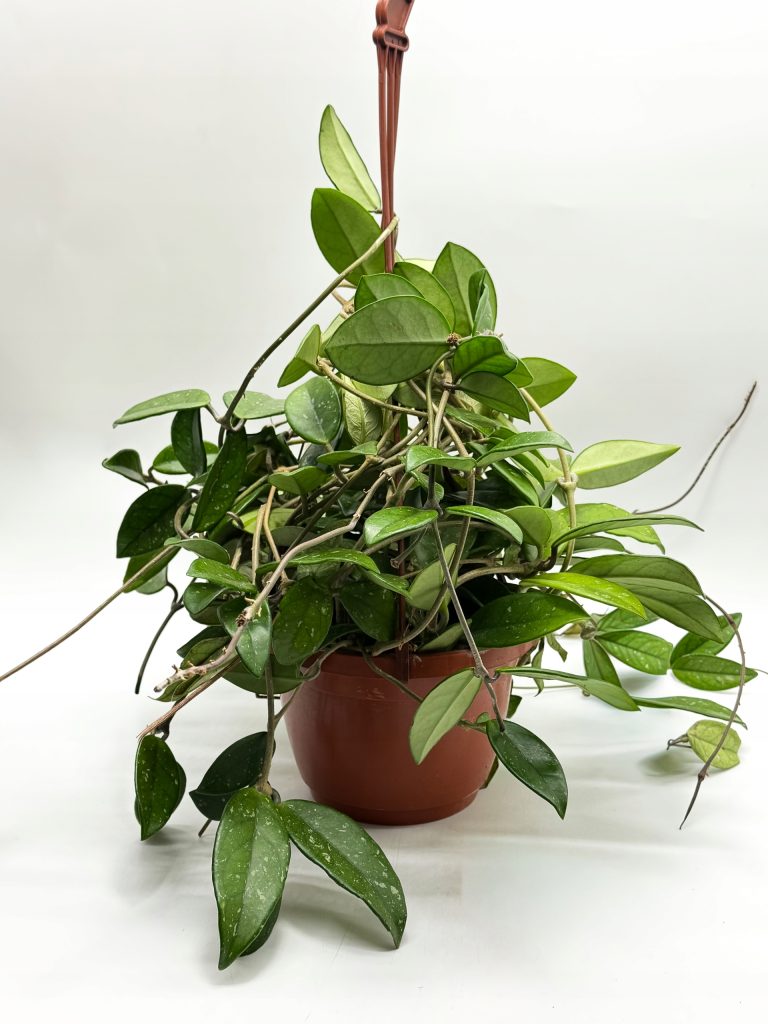 Hoya Pubicalyx Hoja - zdjęcie z galerii 1