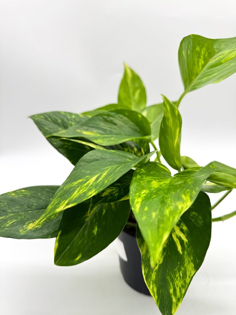 Epipremnum Aureum Złociste - Gęste Pnącze, Oczyszcza Powietrze, Doniczka - zdjęcie z galerii 1