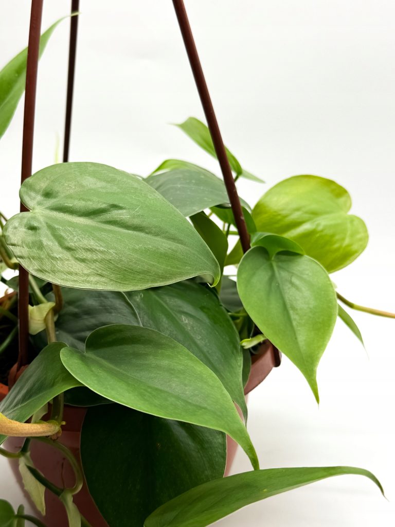 Filodendron Pnący Scandens Green XXL 17cm Gęsta Roślina Domowa Pnącze XXL - zdjęcie z galerii 1