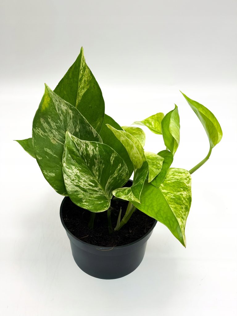 Epipremnum Marble Queen Pnącze Roślina Kolekcjonerska Gęsta D12 Unikat - zdjęcie z galerii 1