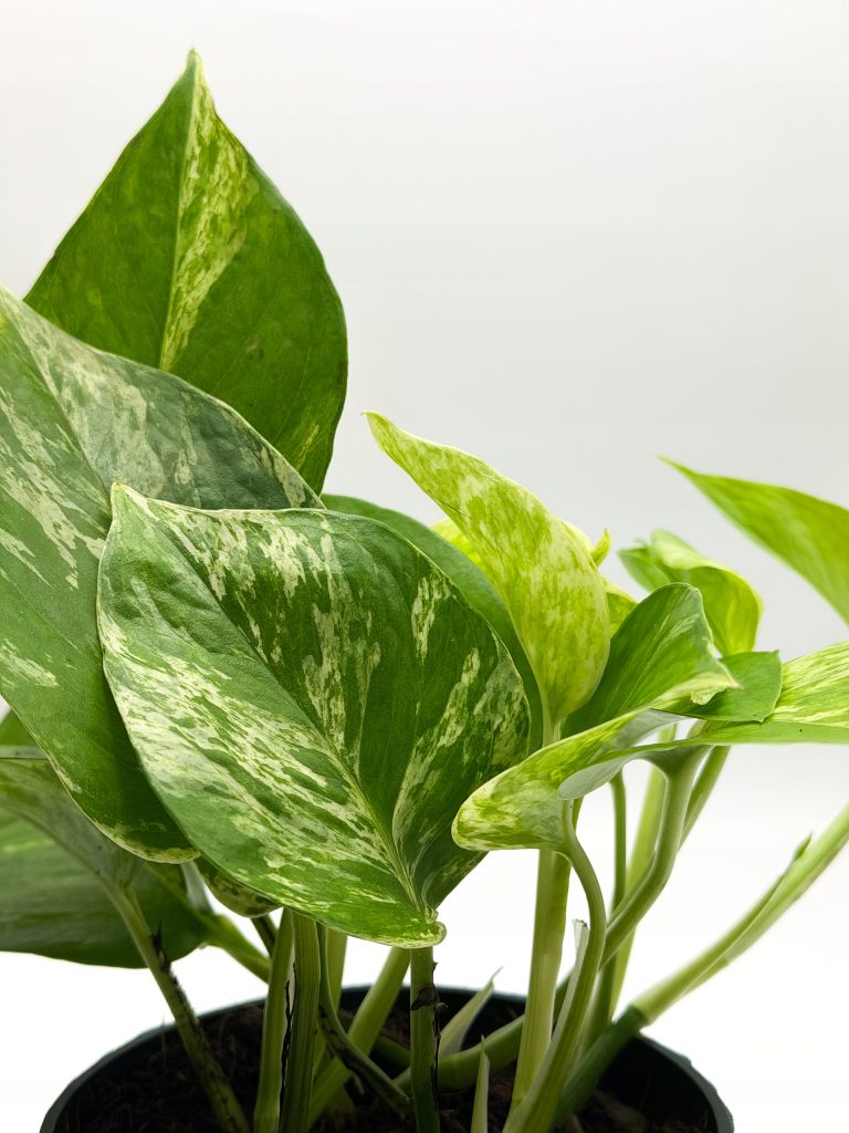 Epipremnum Marble Queen Pnącze Roślina Kolekcjonerska Gęsta D12 Unikat - zdjęcie z galerii 2