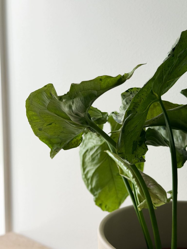 Syngonium Zroślicha GREY GHOST UNIKATOWE Pnącze XL d17cm - zdjęcie z galerii 2