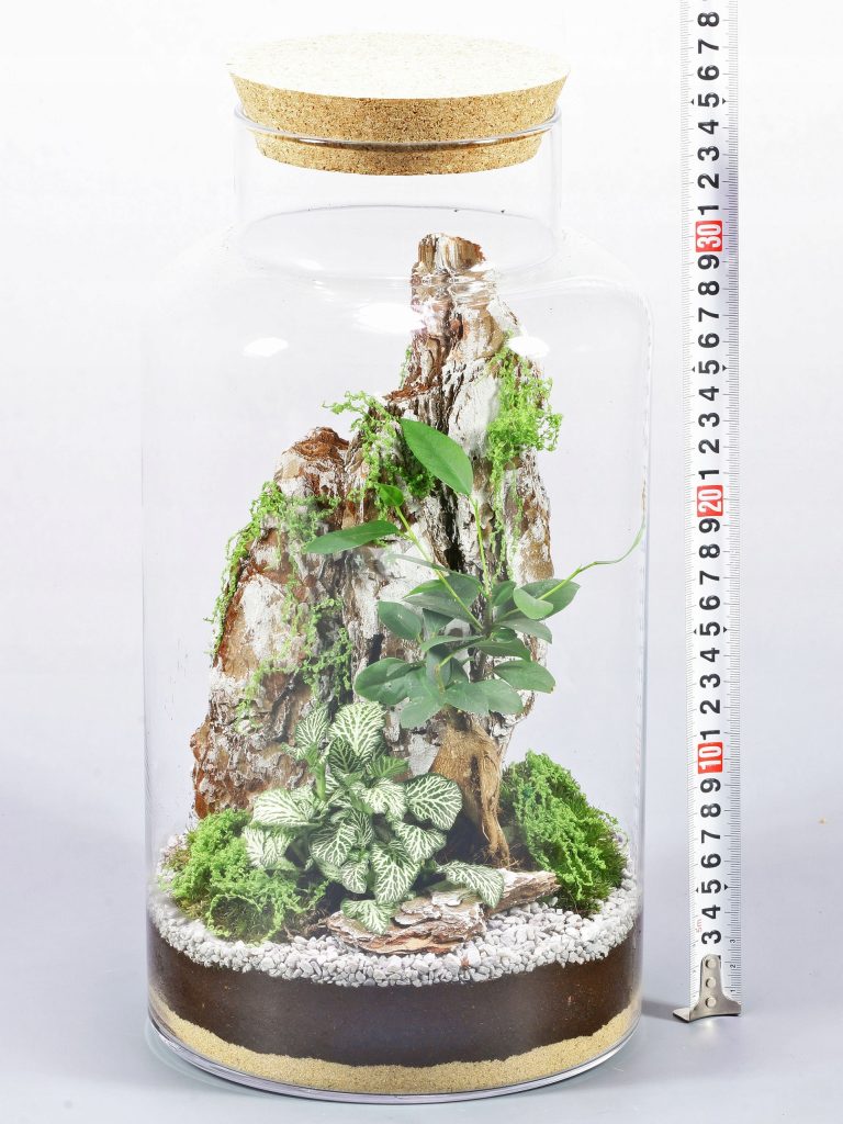 Las w słoiku Fikus Bonsai Żywy Ekosystem 35cm Kora Skała Fitonia Korek - zdjęcie z galerii 2