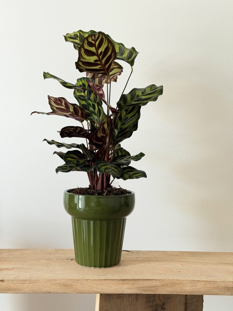 Kalatea Makoyana Calathea Pawi Ogon Roślina Modląca H-35cm Doniczka 12cm - zdjęcie z galerii 2