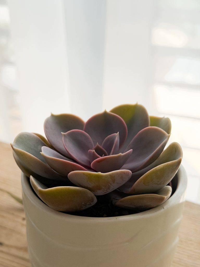 Echeveria Purple Pearl Eszeweria Fioletowa Sukulent Żywy Doniczka 12cm - zdjęcie z galerii 2