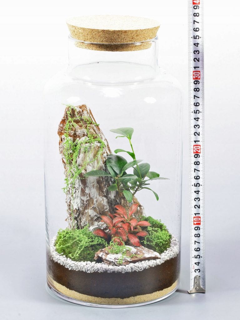 Las w słoiku Fikus Bonsai Żywy Ekosystem 35cm Kora Skała Fitonia Korek - zdjęcie z galerii 1