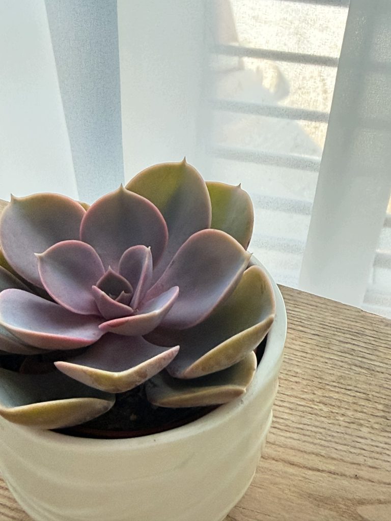 Echeveria Purple Pearl Eszeweria Fioletowa Sukulent Żywy Doniczka 12cm - zdjęcie z galerii 3