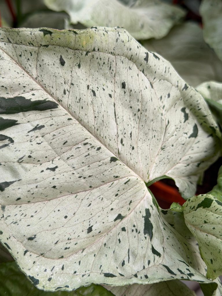Syngonium Zroślicha GREY GHOST UNIKATOWE Pnącze XL d17cm - zdjęcie z galerii 3