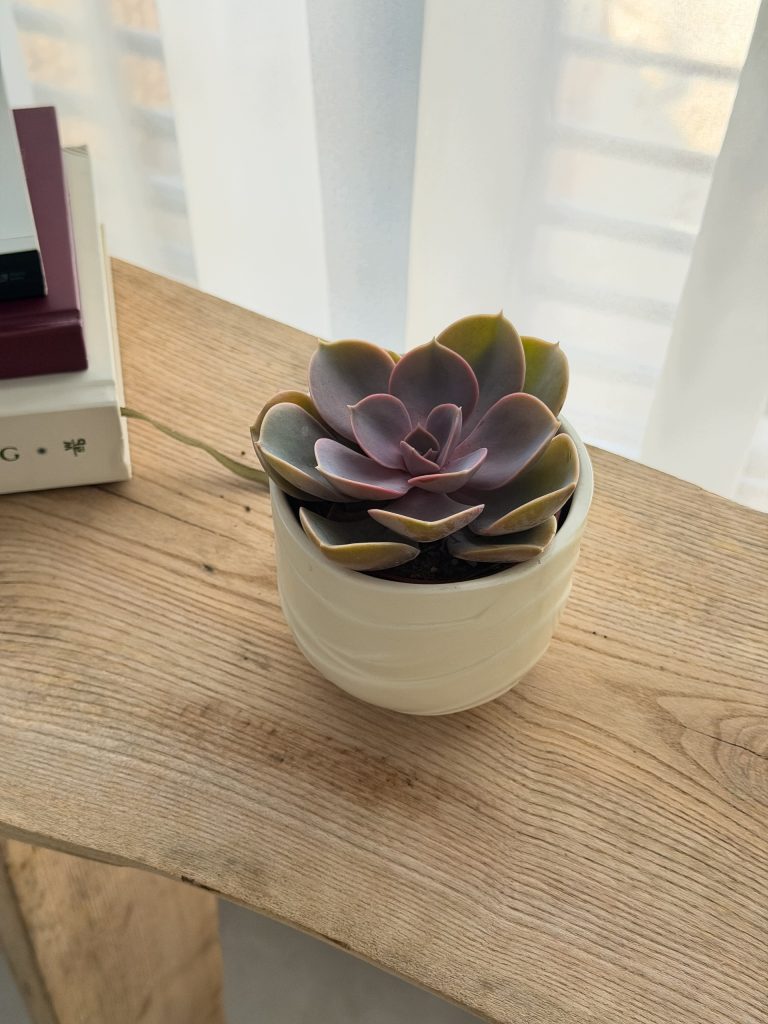 Echeveria Purple Pearl Eszeweria Fioletowa Sukulent Żywy Doniczka 12cm - zdjęcie z galerii 1