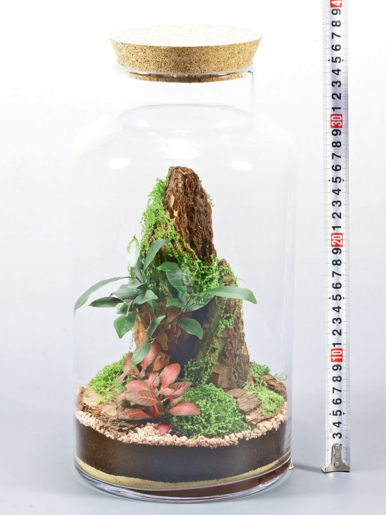 Las w słoiku Fikus Bonsai Żywy Ekosystem 35cm Kora Skała Fitonia Korek - zdjęcie z galerii 7