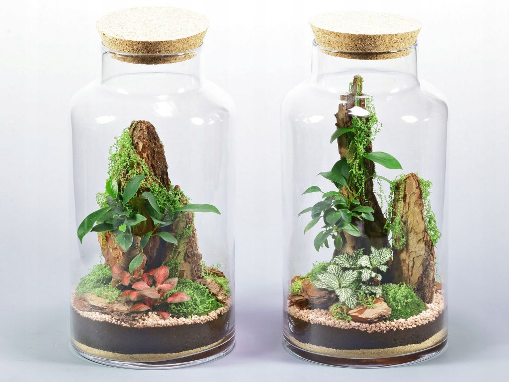 Las w słoiku Fikus Bonsai Żywy Ekosystem 35cm Kora Skała Fitonia Korek - zdjęcie z galerii 9