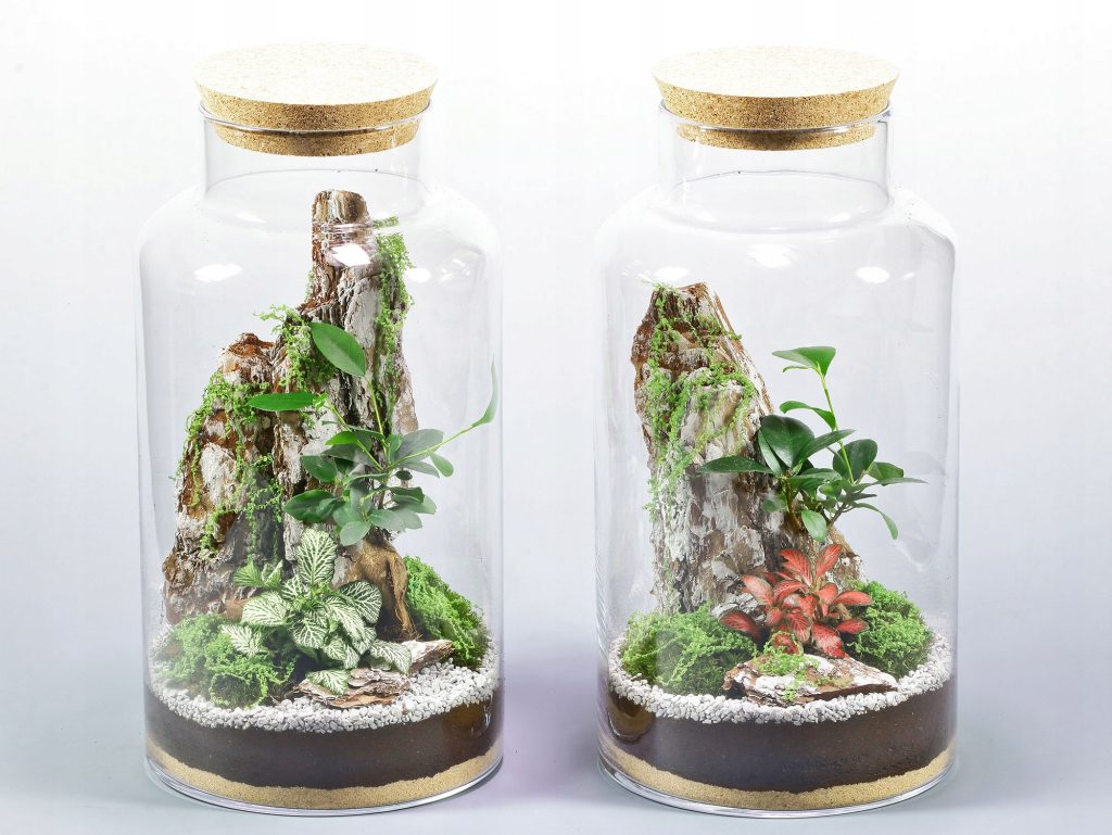 Las w słoiku Fikus Bonsai Żywy Ekosystem 35cm Kora Skała Fitonia Korek - zdjęcie z galerii 4