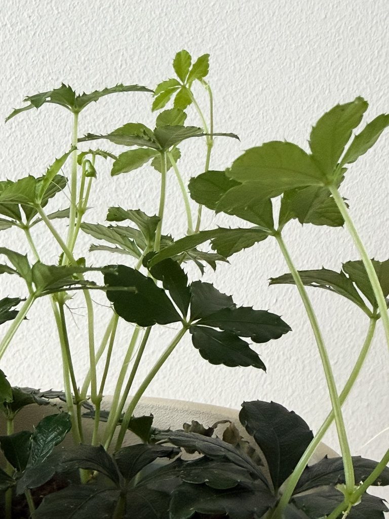 Cissus Striata Paskowany Roślina doniczkowa Zwis d12 - zdjęcie z galerii 3